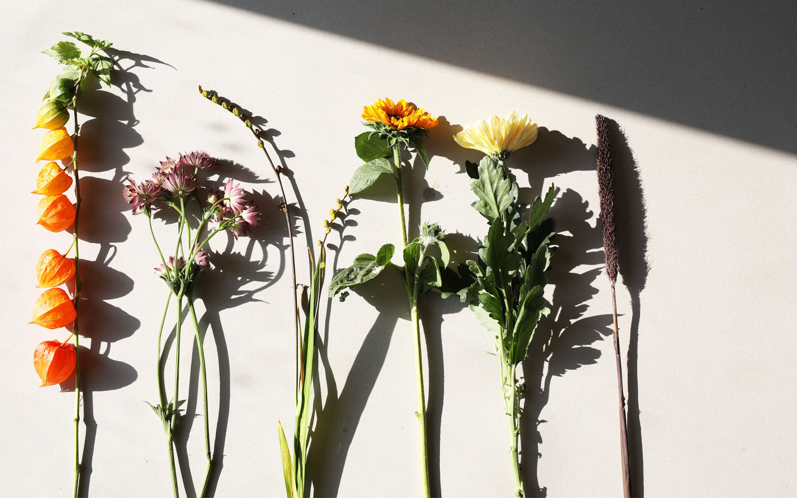 EFTERÅRETS LÆKKERIER I HAVEN