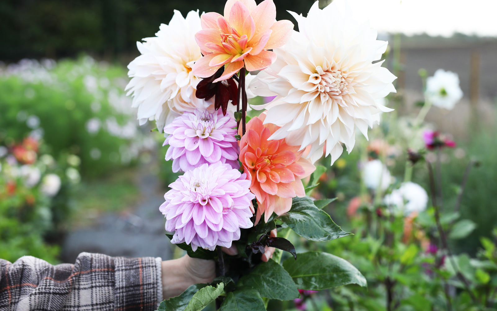 DANSKE BLOMSTER OG BLOMSTERBØNDER