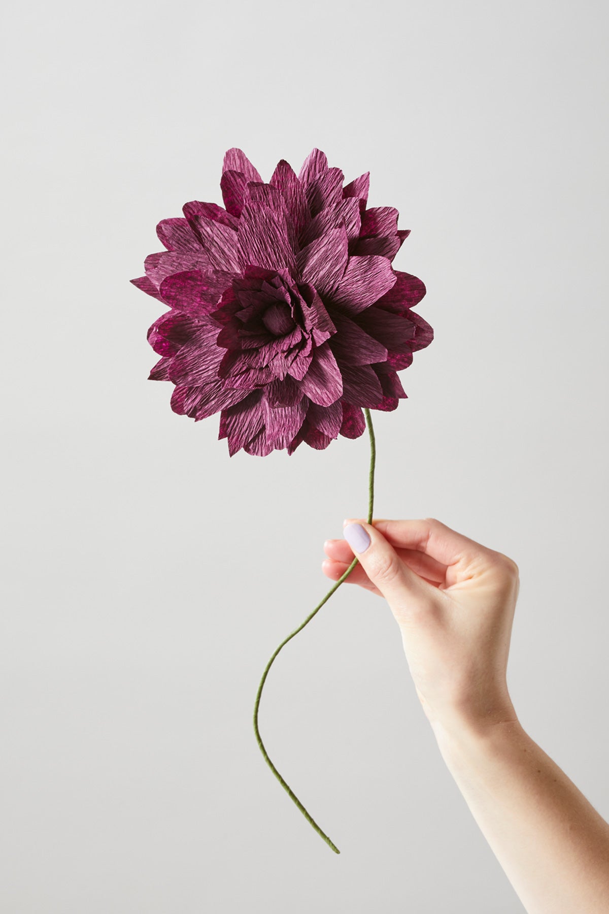 PAPER FLOWER, GRAND DAHLIA, AUBERGINE, 160460A