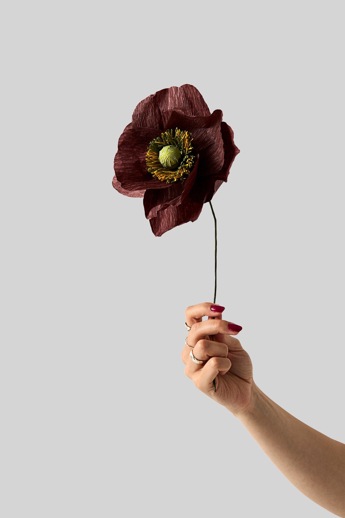 PAPER FLOWER, PAPAVER, BROWN