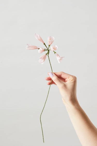 PAPER FLOWER, AFRICAN LILY, ROSE