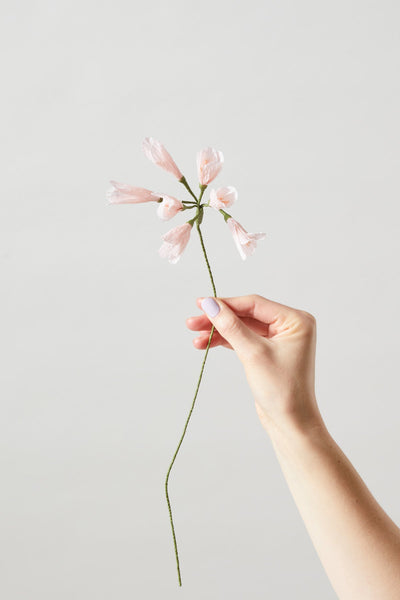 PAPER FLOWER, AFRICAN LILY, ROSE