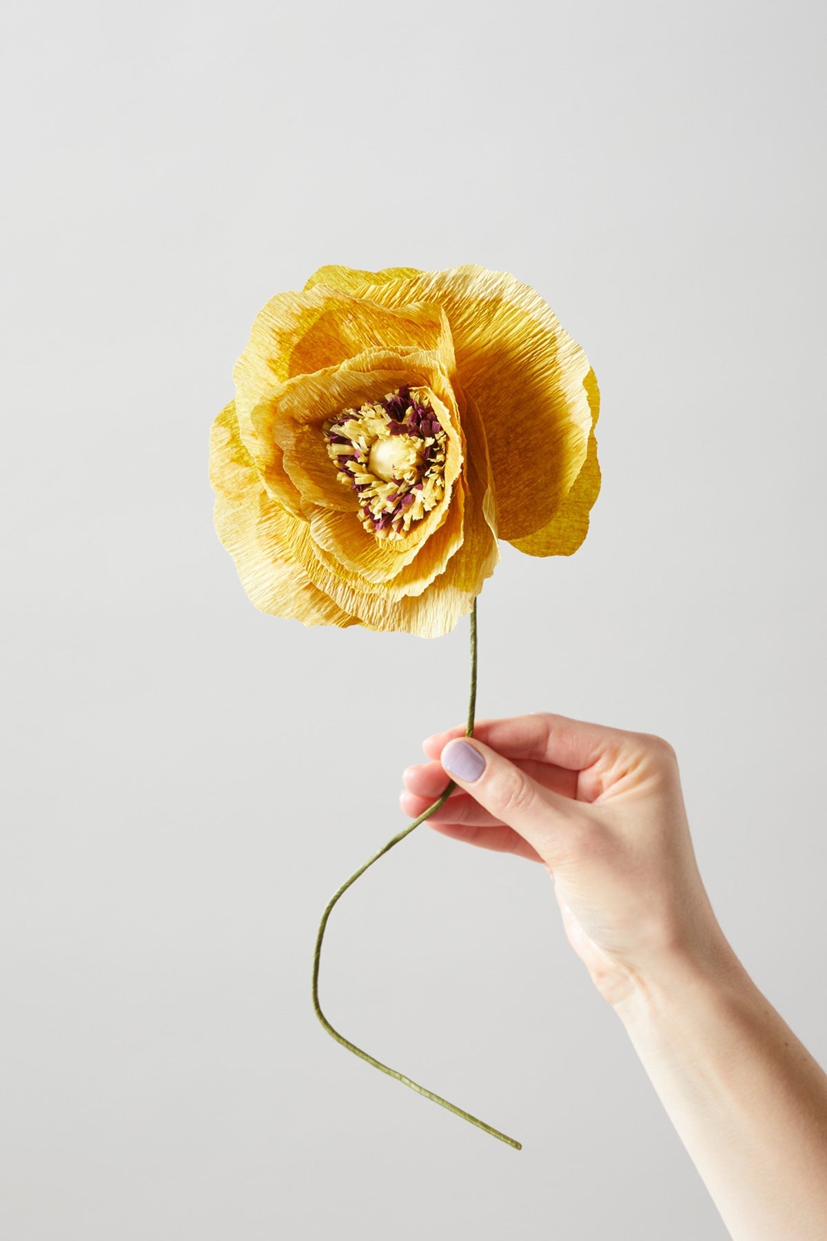 PAPER FLOWER, ICE POPPY, OCHRE