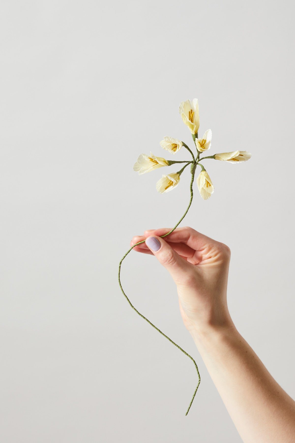 PAPER FLOWER, AFRICAN LILY, YELLOW, 100430Y