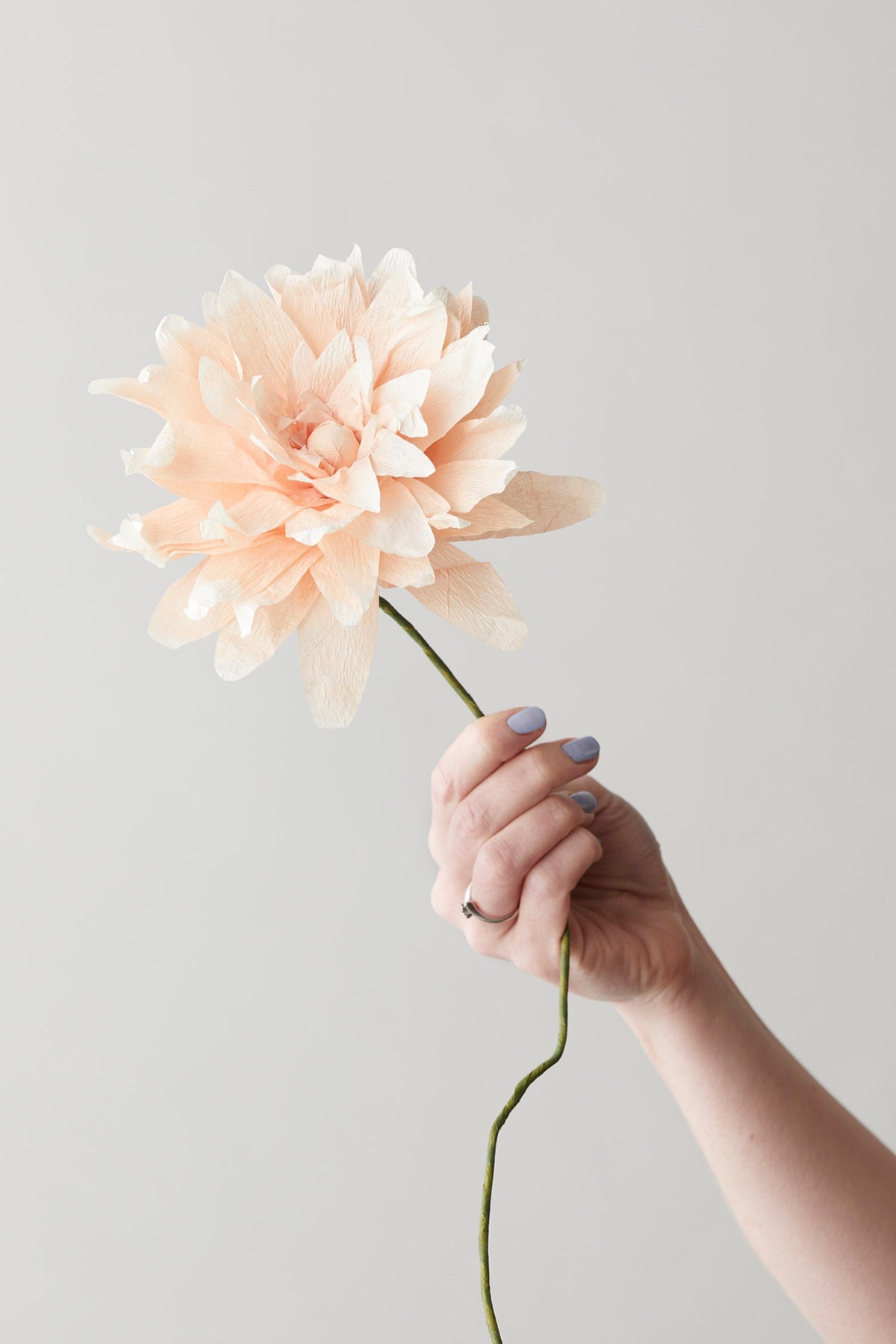 PAPER FLOWER, GRAND DAHLIA, NUDE, 160460N